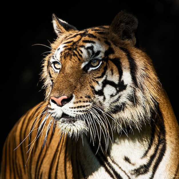 Morning Tiger Safari